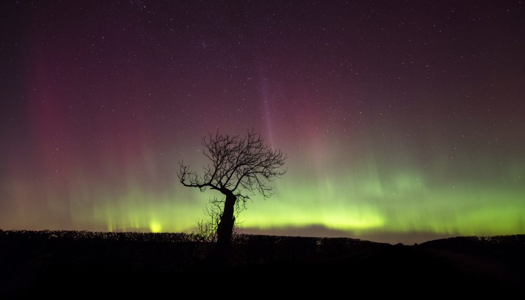 A tree in silhouette against norther light in the background